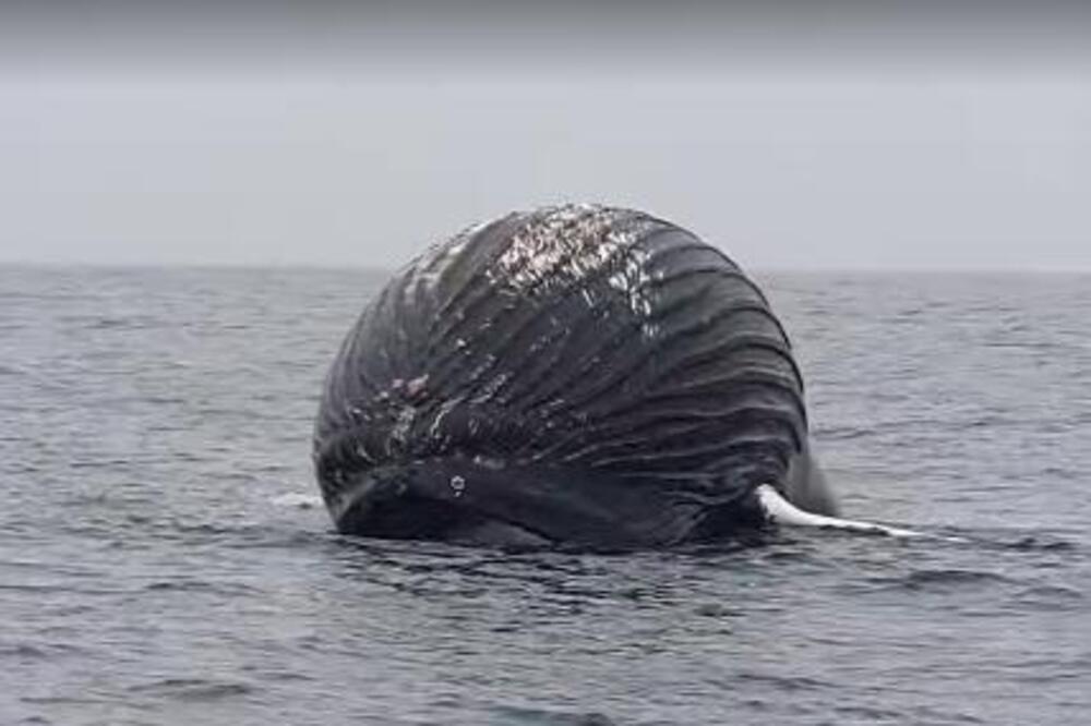 PRIBLIŽILI SE DA VIDE ŠTA PLUTA, A ONDA BEŽALI GLAVOM BEZ OBZIRA: Norveški ribari naleteli na horor (VIDEO)