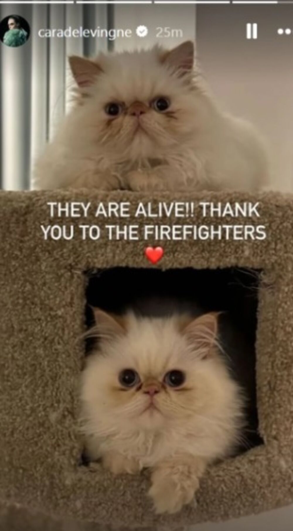 Živi su ljubimci Kare Delavinj