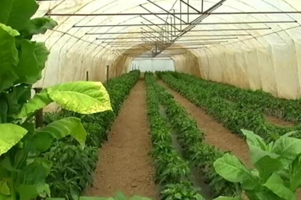 OVE BILJKE MOŽETE ZASADITI NA MALOJ POVRŠINI, A ZARADITI VELIKE PARE! Sve su popularnije i jako su isplative