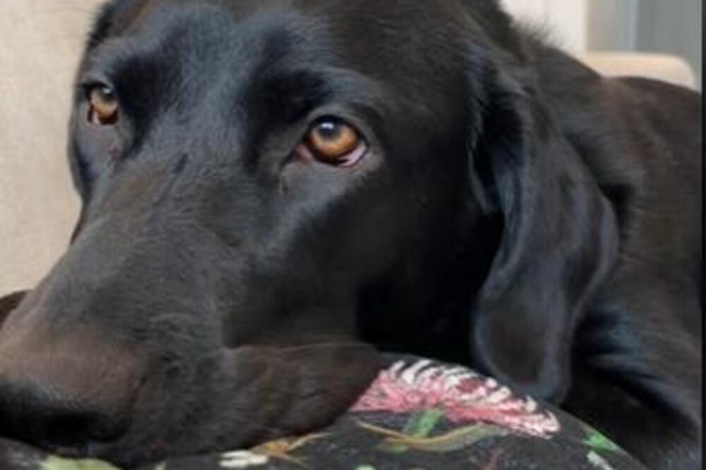 LABRADOR JE STAVIO GLAVU NA STOMAK TRUDNICE A ONDA SE BEBA RIITNULA: Njegova reakcija je ZAPANJILA i dovela do SUZA