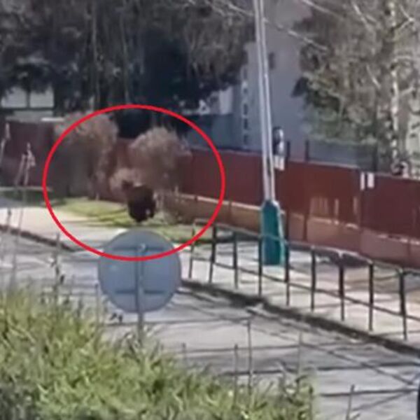 Urnebesan vic od kog koji će vas razbuditi u sekundi: Uhvatio Mujo medveda u...