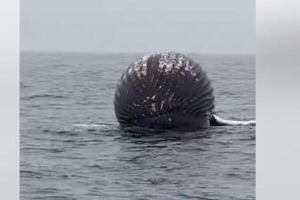 RIBARI UGLEDALI DŽINOVSKU CRNU LOPTU U MORU: Kada su shvatili ŠTA je u pitanju, pobegli GLAVOM BEZ OBZIRA (VIDEO)