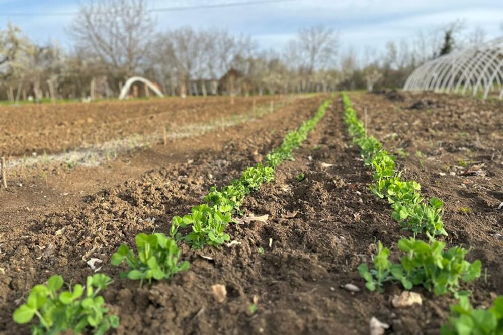 DANAS ISTIČE ROK ZA PODNOŠENJE ZAHTEVA ZA 18.000 DINARA: Evo ko ima pravo na ovu državnu pomoć