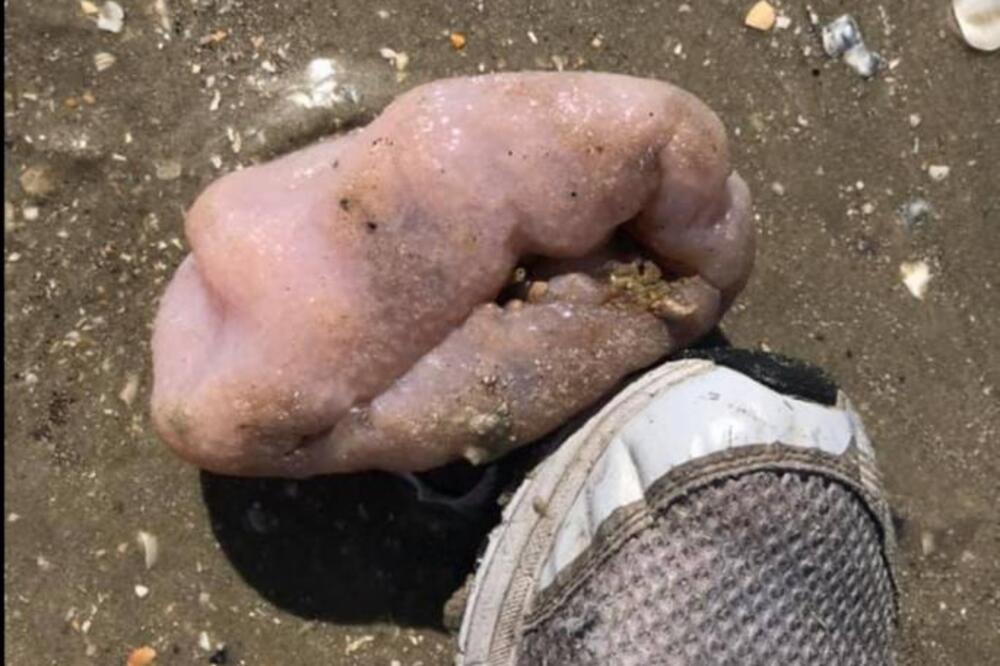 BILI SU VESELI NA PLAŽI, A ONDA SU SE IZBEZUMILI OD ŠOK PRIZORA: Na obalu isplivala ova neman, svuda se čula vriska