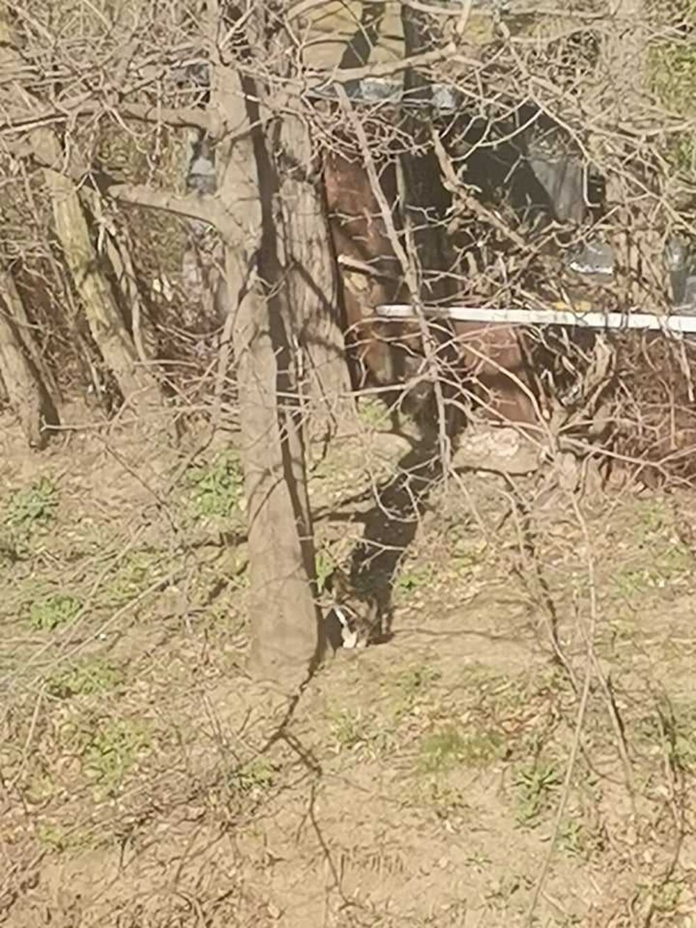 Mačka se sunča u šumi