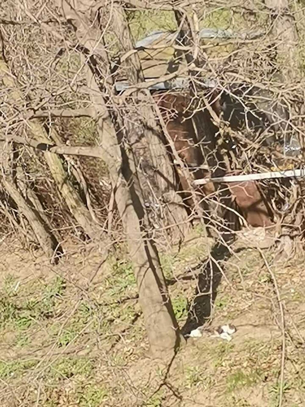 Mačka se sunča u šumi