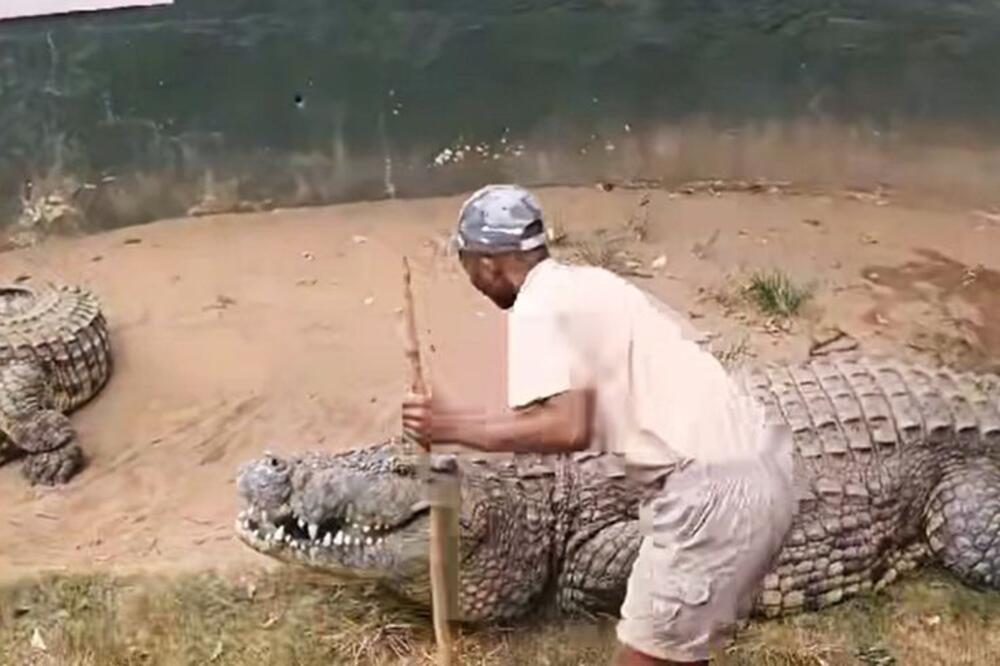 ČUVAR ZOO VRTA UMALO IZGUBIO GLAVU, ŠČEPAO GA OGROMAN KROKODIL: Ljudi panično VRIŠTALI, kamere sve SNIMILE (VIDEO)