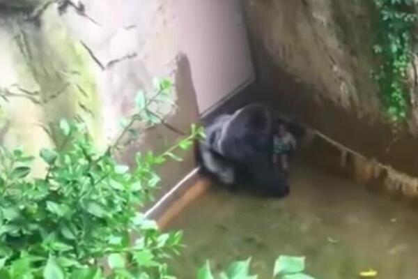 DEČAK UPAO U KAVEZ SA GORILOM, A CEO SVET STAO: To što se DESILO ZAPREPASTILO je sve, PLAKAĆETE kao KIŠA! VIDEO