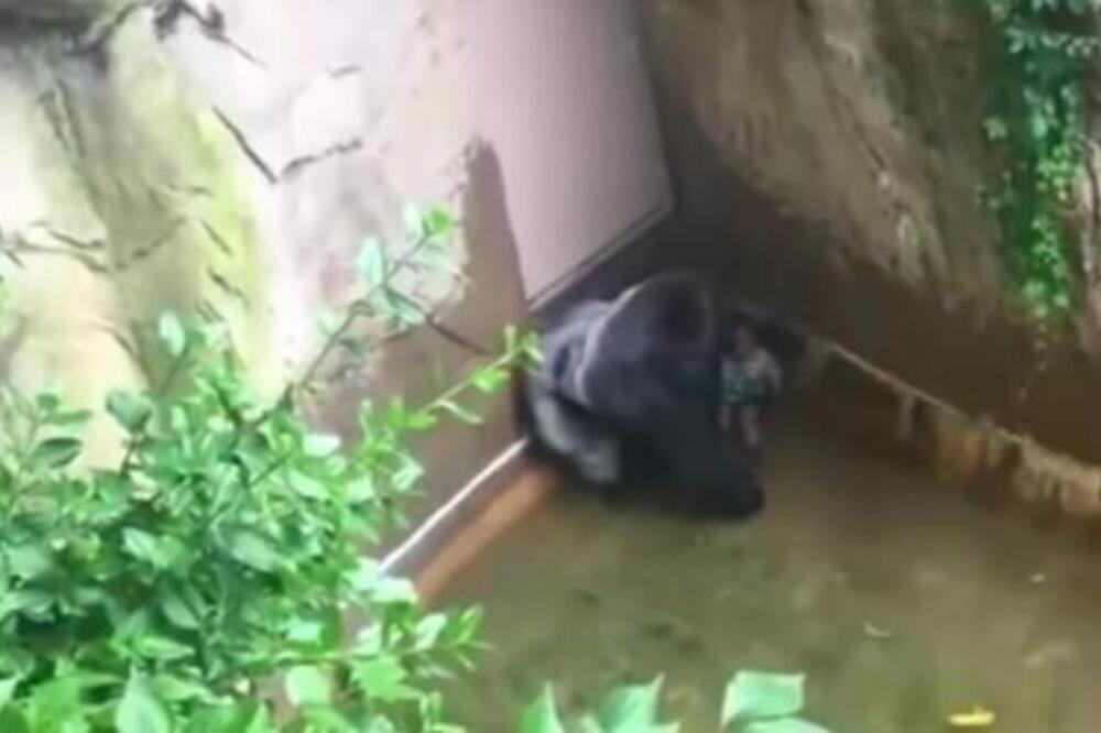 DEČAK UPAO U KAVEZ SA GORILOM, A CEO SVET STAO: To što se DESILO ZAPREPASTILO je sve, PLAKAĆETE kao KIŠA! VIDEO