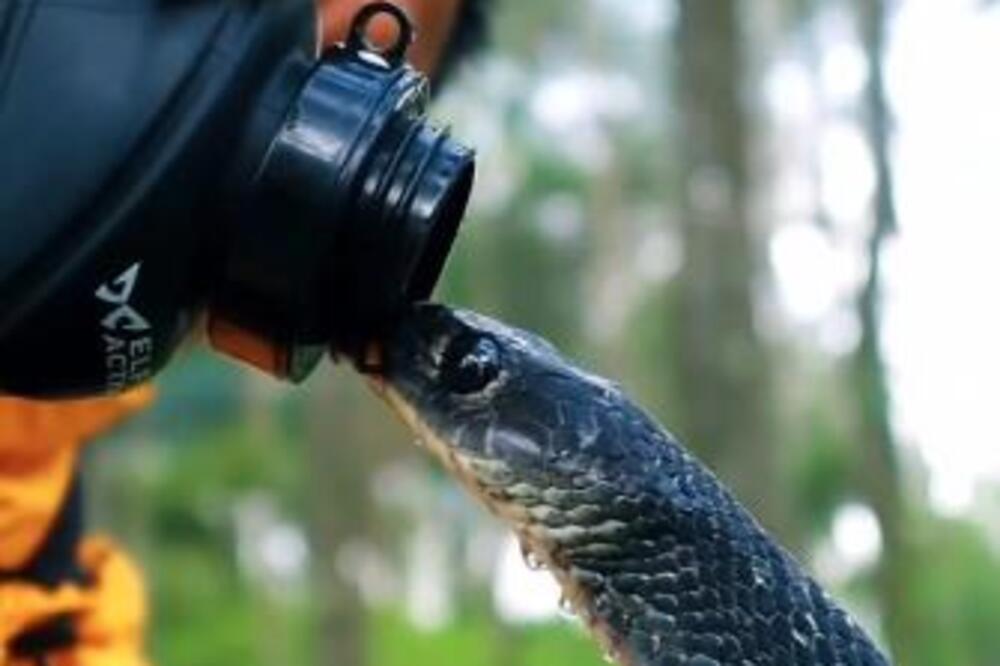 POGLEDAJTE KAKO OPASNA ZMIJA PIJE ČOVEKU IZ RUKE: Bukvalno PRIZIVA SMRT, objavljen snimak koji LEDI KRV (VIDEO)