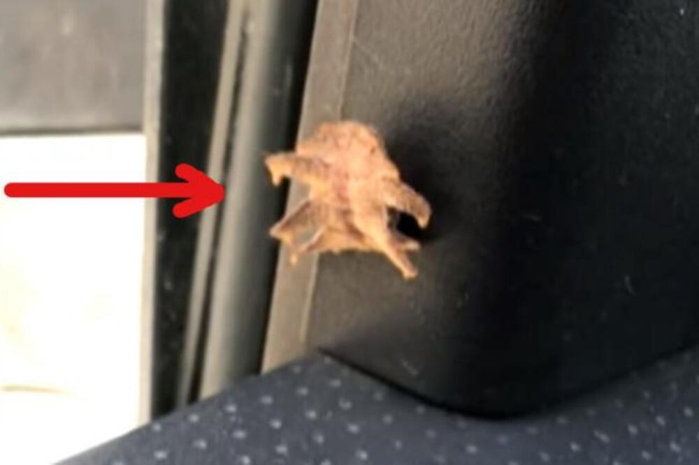 VIDEO JE LIST NA KOLIMA, ALI KAD JE MALO BOLJE POGLEDAO SLEDIO SE U MESTU: Imao je USTA i ispuštao čudne zvuke, AU