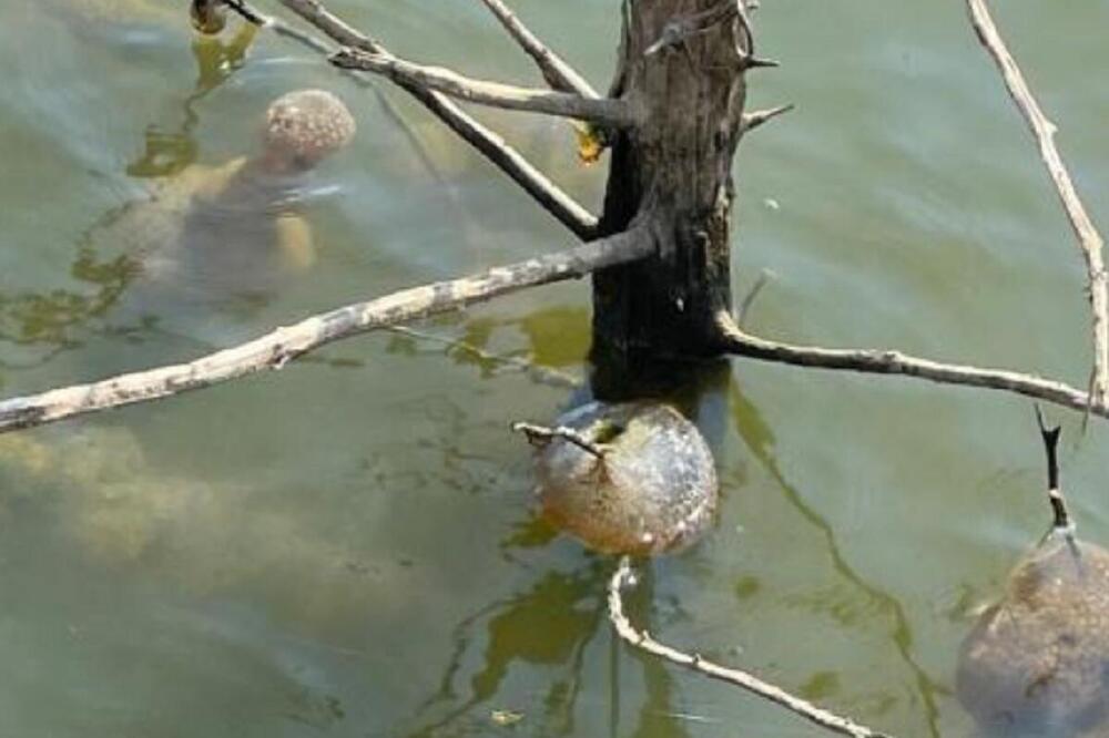 KADA SU VIDELI BIZARNA STVORENJA U VODI LJUDI SE UPLAŠILI: Zbog JEDNOG se pitaju da li je ovo invazija VANZEMALJACA