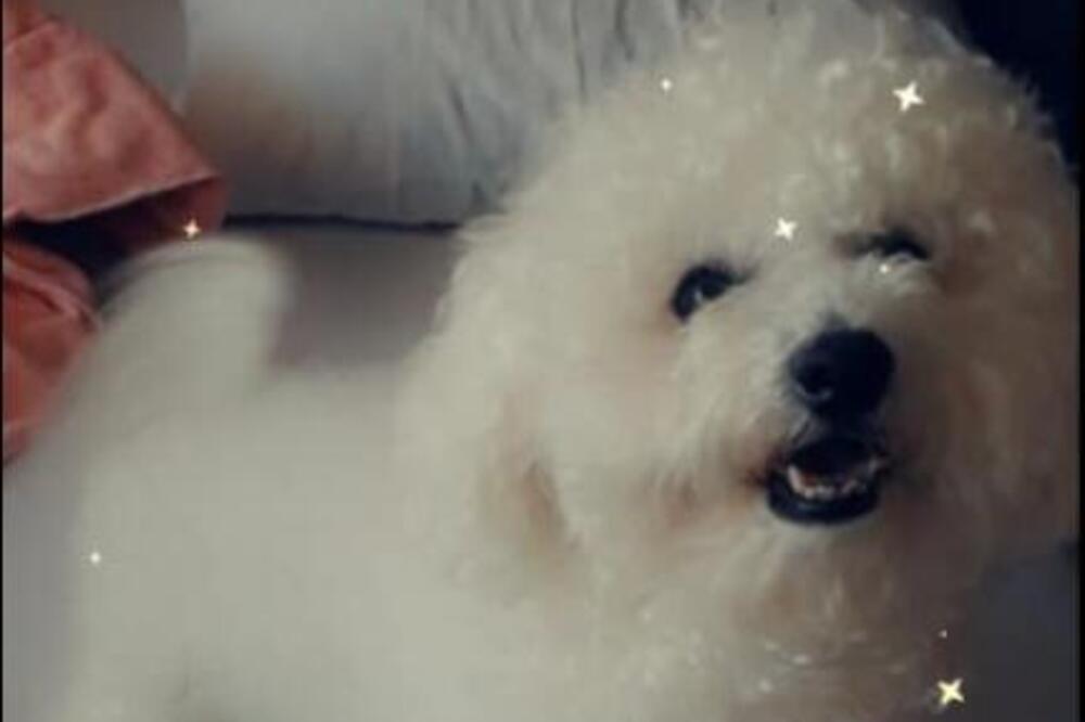 VLASNICI MU TRAŽE NOVE UDOMITELJE JER IM JE DOSADIO: Bišon Leo još jedna "izgustirana" mala bela duša (FOTO)