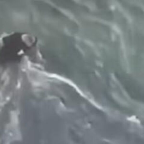 SKOČIO U NABUJALU REKU KAKO BI SPASIO PSA, A ONO ŠTO JE URADIO PROŠLE GODINE... Ovaj Beranac je pravi HEROJ (VIDEO)