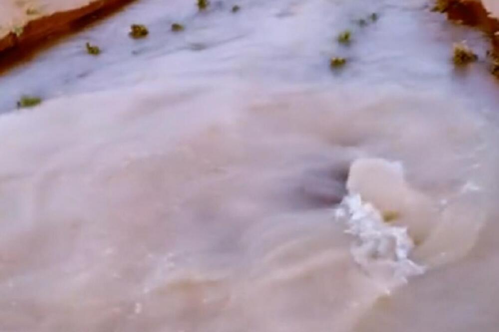 MISTERIOZNO STVORENJE IZRANJA IZ MUTNE VODE: Dobro protrljajte OČI pre nego što IDENTIFIKUJETE ovog stvora (VIDEO)