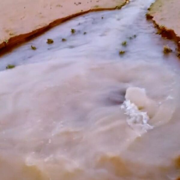 MISTERIOZNO STVORENJE IZRANJA IZ MUTNE VODE: Dobro protrljajte OČI pre nego što IDENTIFIKUJETE ovog stvora (VIDEO)