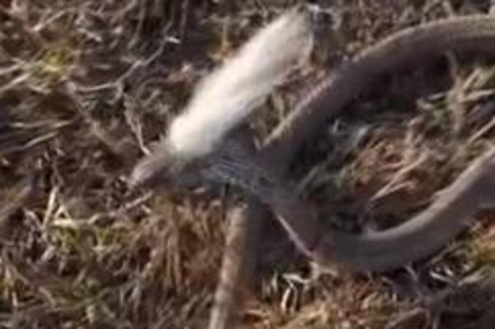 DA LI STE IKADA VIDELI DLAKAVU ZMIJU? Kada čujete OBJAŠNJENJE ljudi iz ZOOVRTA razbesnećete se (VIDEO)