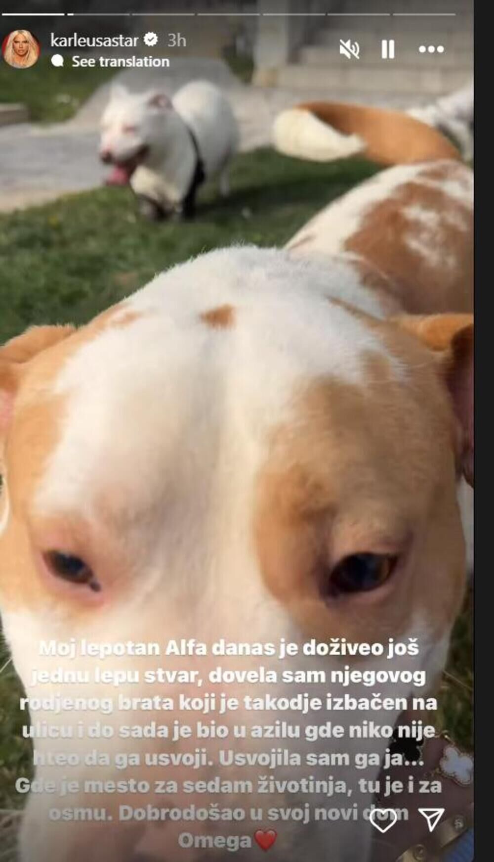 Karleuša udomila još jednog psa