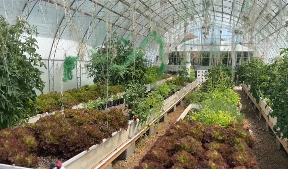 Marija Petronijević