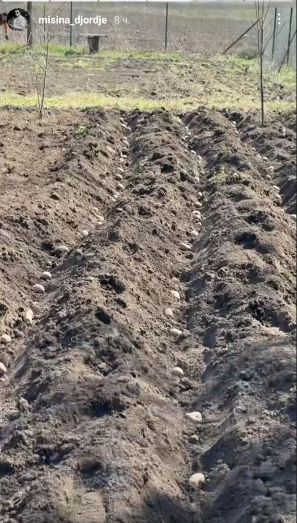  Đorđe Mišina sadi krompir