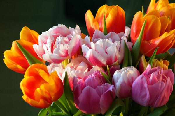 ŽENA OTKRILA SUPER CAKU KAKO DA LALE OSTANU SVEŽE NEDELJAMA: Ovaj TRIK cvećari godinama kriju od vas (VIDEO)