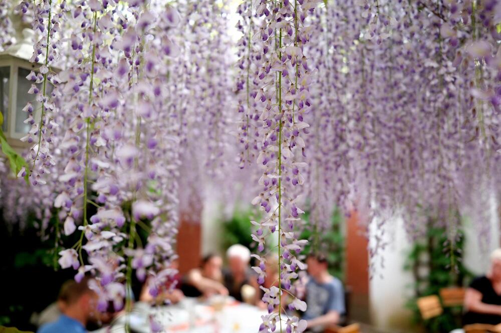 OVO JE BILJKA KOJOM SU SE OTROVALA DECA U DVORIŠTU VRTIĆA: Zovu je i "PLAVA KIŠA", a evo i kada je NAJOPASNIJA