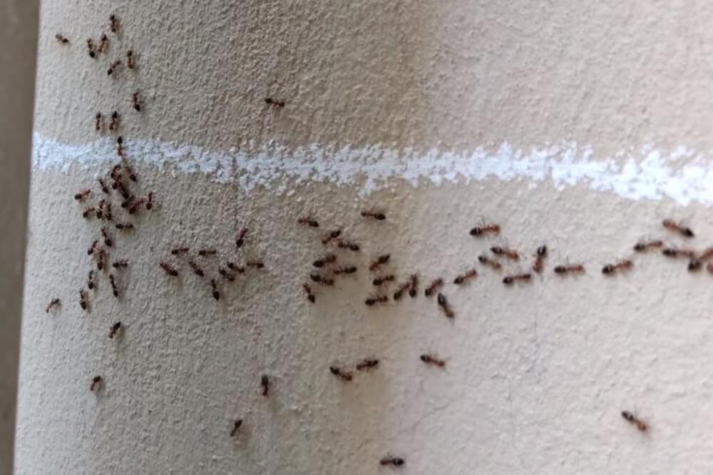 STRUČNJAK OTKRIO NAJBOLJE REŠENJE ZA KUĆNE MRAVE: Od 1 stvari beže čim je osete - rešite ih se jednom zauvek