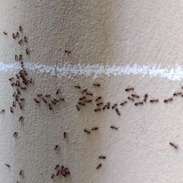 Svi prave istu grešku kada vide mrave u domu, a ona je to rešila prosto! Ovo imate kod kuće, nestaju za 1 dan