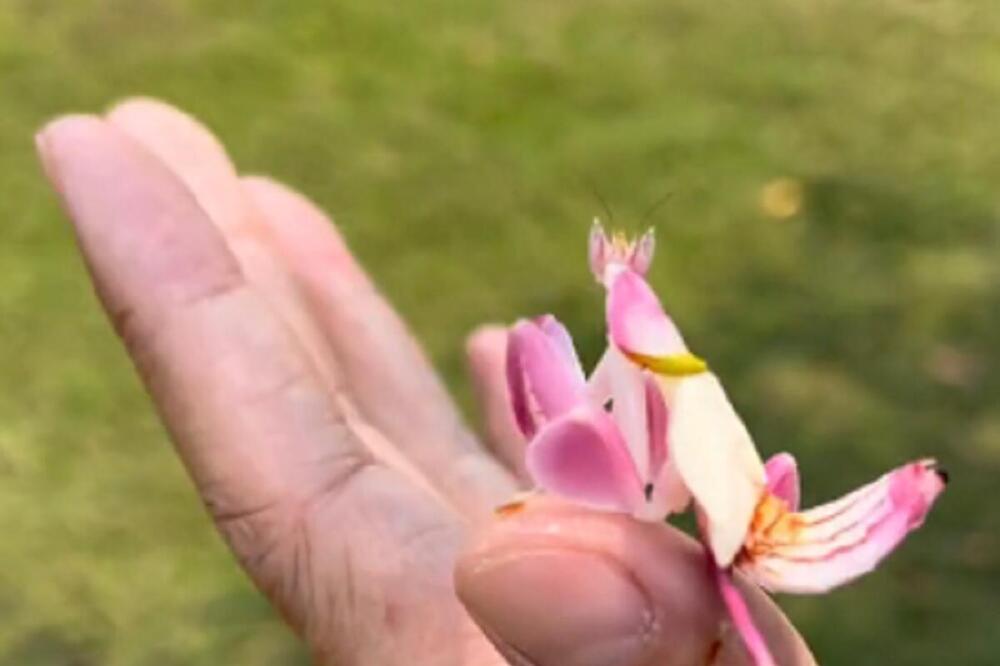 MISLIO JE DA JE UBRAO CVET, A ONDA JE USLEDIO ŠOK: Čudnovato STVORENJE počelo da GMIŽE i ostavilo sve u neverici