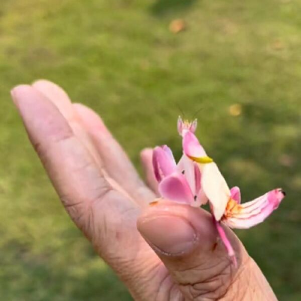 MISLIO JE DA JE UBRAO CVET, A ONDA JE USLEDIO ŠOK: Čudnovato STVORENJE počelo da GMIŽE i ostavilo sve u neverici