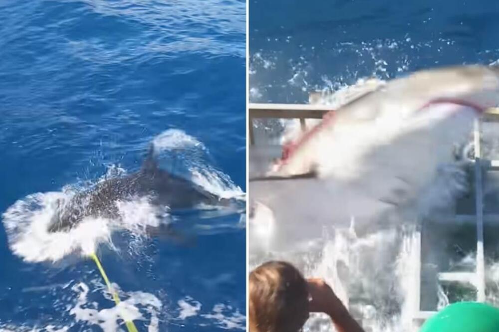 STRAVIČAN NAPAD AJKULE NA RONIOCA: Morska neman pokušala da uđe u kavez, a onda se okeanom razlila krv (VIDEO)