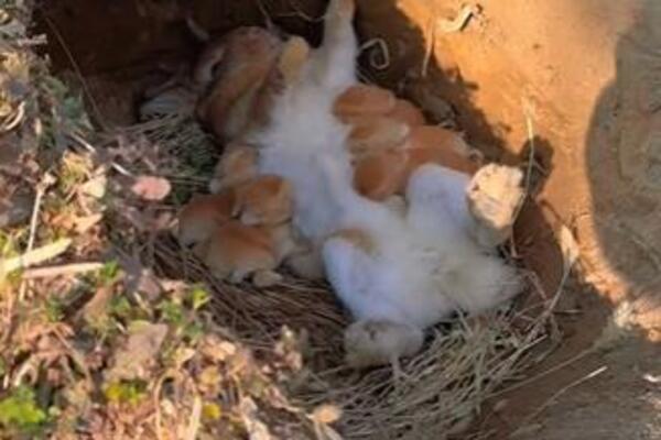 ZEČICA JE UŠLA U RUPU, A ONDA SU VIDELI NAJŠOKANTNIJI PRIZOR IKAD: Kad su prišli BLIŽE IZBEZUMILI SU SE (VIDEO)