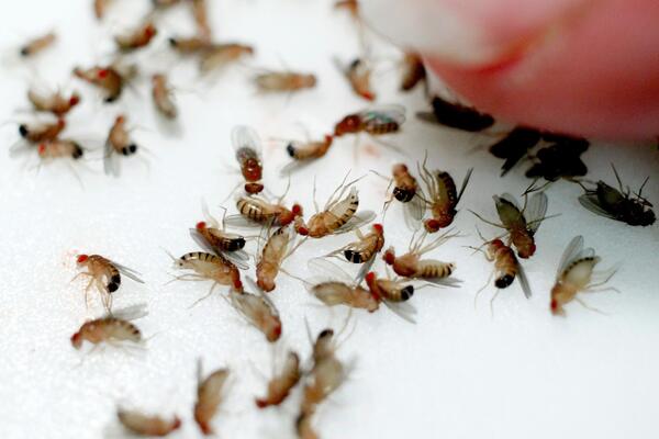 MUŠICE SU PRAVA NAPAST, KADA JEDNOM OKUPIRAJU KUHINJU NE IZLAZE: Rešite ih se uz SASTOJAK koji već imate u KUHINJI