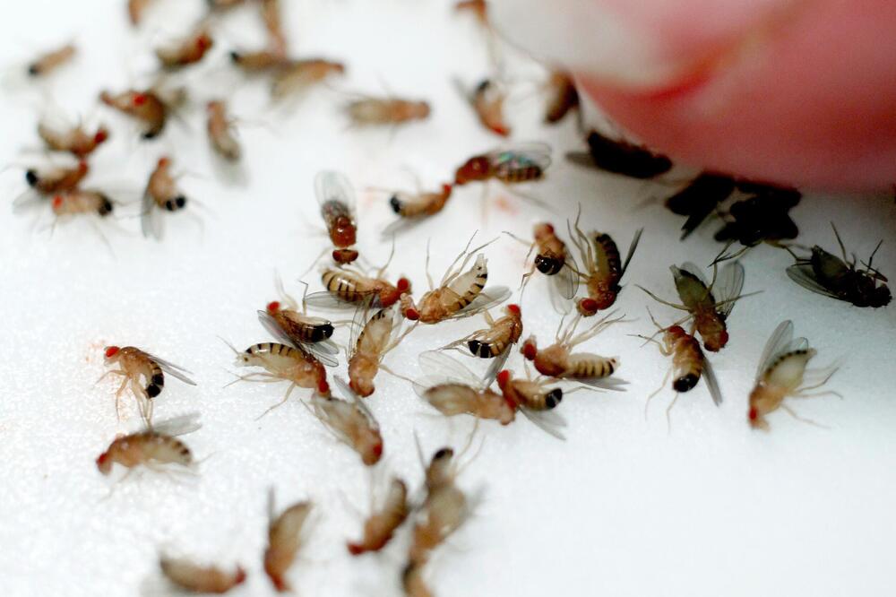 MUŠICE SU PRAVA NAPAST, KADA JEDNOM OKUPIRAJU KUHINJU NE IZLAZE: Rešite ih se uz SASTOJAK koji već imate u KUHINJI