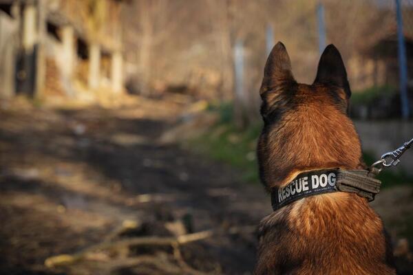 NAJBOLJI "OPERATIVAC" MEĐU ŽIVOTINJAMA: Ovako Zigi traga za Dankom, vlasnik ovog psa otkrio jedan važan detalj