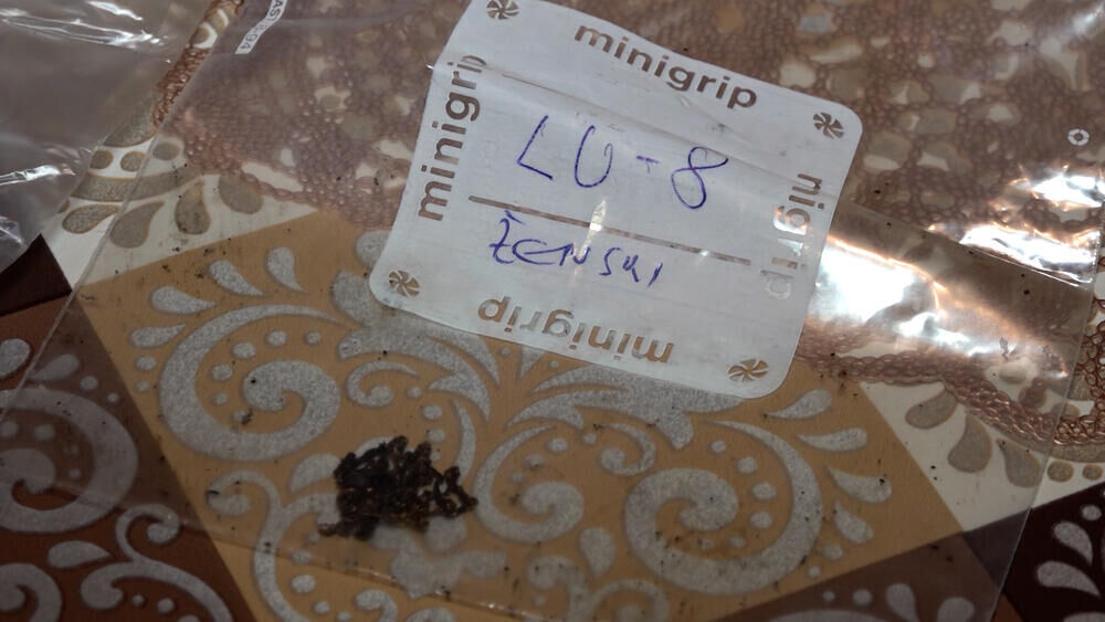 Marija Petrović, Nikola Petrović