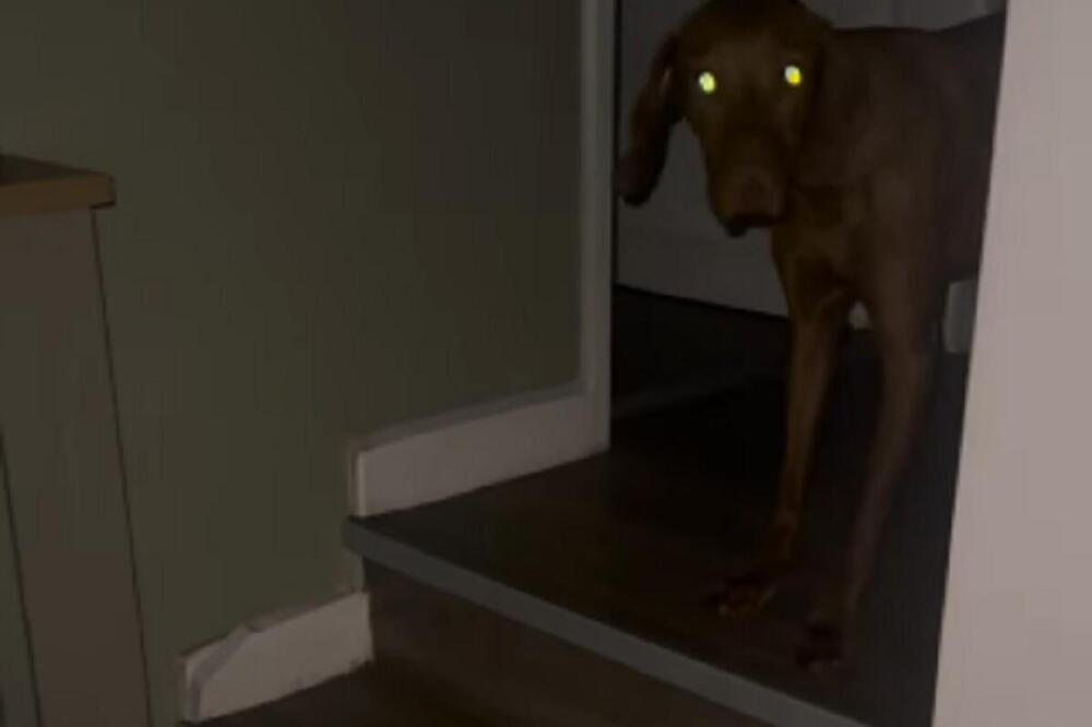 VLASNICA SE PRIŠUNJALA PSU U MRKLOM MRAKU, NIJE NI SLUTILA KAKO ĆE ON REAGOVATI: Kad je primetio "ULJEZA" on je...