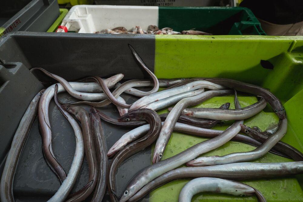 Čoveku se jegulja uvukla kroz anus