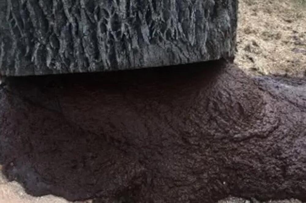 ISEKLI SU STARO DRVO I SLEDILI SE U MESTU KADA SU VIDELI ŠTA CURI IZ NJEGA: Crna smesa razlivala se svuda (VIDEO)