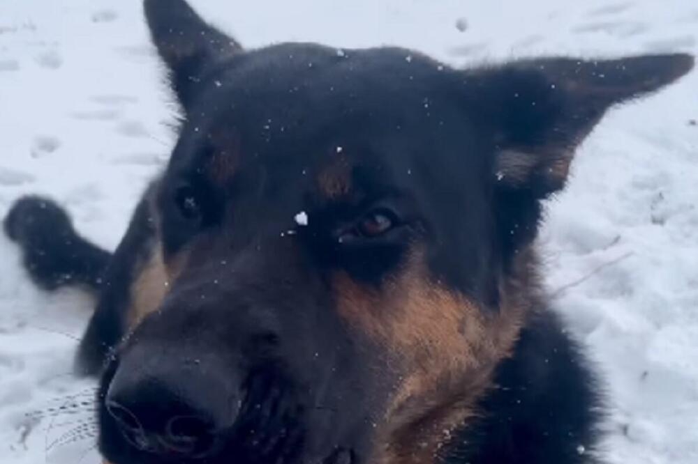 TRENER OTKRIVA ZAŠTO PAS ODBIJA DA VRATI LOPTU KADA SE IGRATE: Ovo je JEDINI RAZLOG zbog kog neće da SARAĐUJE