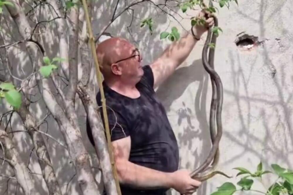 BEOGRAĐANIN U DVORIŠTU NA DEDINJU OTKRIO LEGLO OD 15 ZMIJA: Vladica objasnio da li su otrovne i opasne