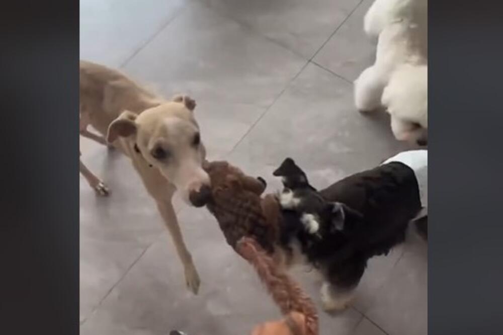 SRPSKA TIKTOKERKA OTIŠLA U KINU, HTELA DA PROŠETA PSA, A ONDA DOŽIVELA FRAS! Napali je ljudi jer ga vodi u VRTIĆ