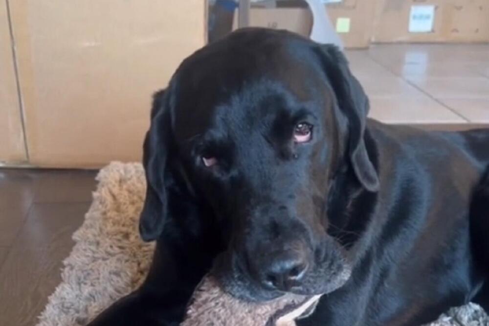 LABRADOR POJEO BOMBONE SA MARIHUANOM PA URADIO OVO: Srbi ne veruju šta je SNAŠLO PSA, snimak postao HIT NA MREŽAMA