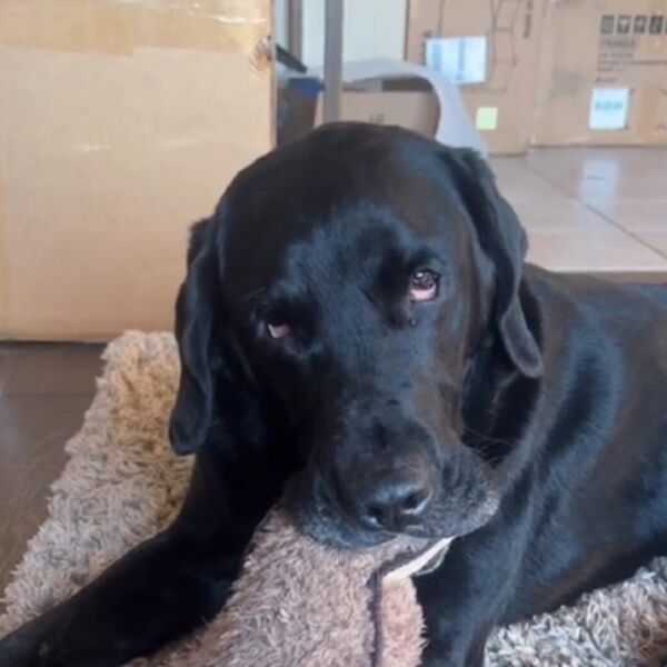 LABRADOR POJEO BOMBONE SA MARIHUANOM PA URADIO OVO: Srbi ne veruju šta je SNAŠLO PSA, snimak postao HIT NA MREŽAMA