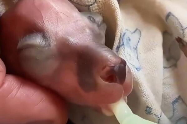 NAŠLI SU ČUDNO STVORENJE PORED PUTA I PONELI GA KUĆI: Usledio ŠOK KAD JE PORASLO jer se PRETVORILO u ovo (VIDEO)