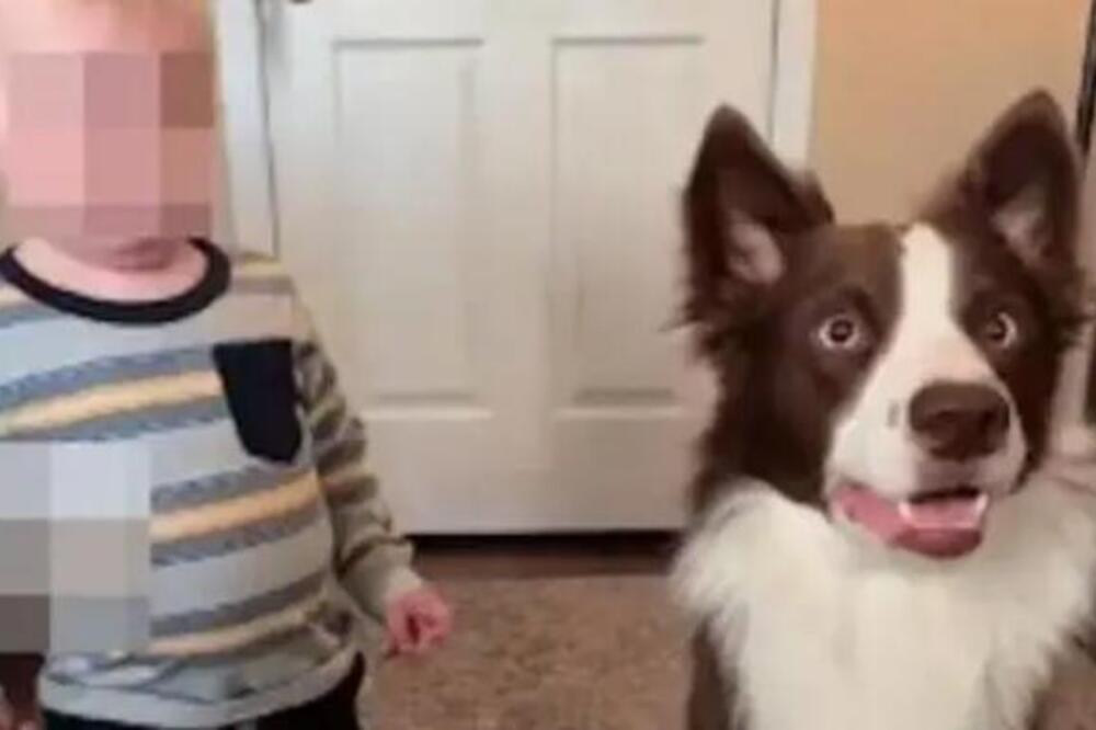 STAVILA PSA I DETE JEDNO DO DRUGOG I REKLA DA URADE OVO: Ljudi na mrežama neprekidno KOMENTARIŠU, ne mogu da veruju