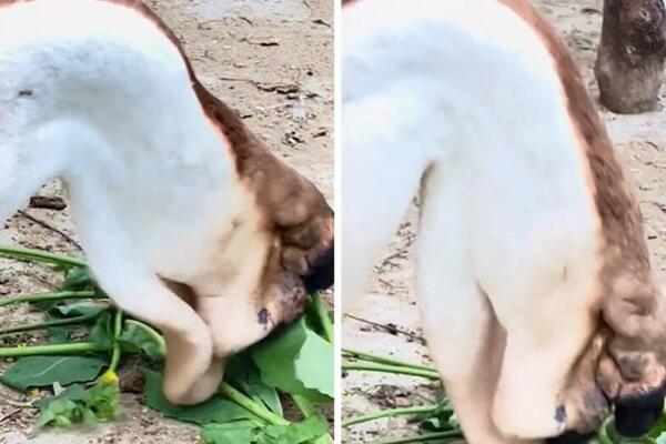 LJUDI OSTALI U ŠOKU KADA SU VIDELI OVU ŽIVOTINJU U DVORIŠTU: Svi pitaju kakvo je ovo ČUDOVIŠTE (VIDEO)