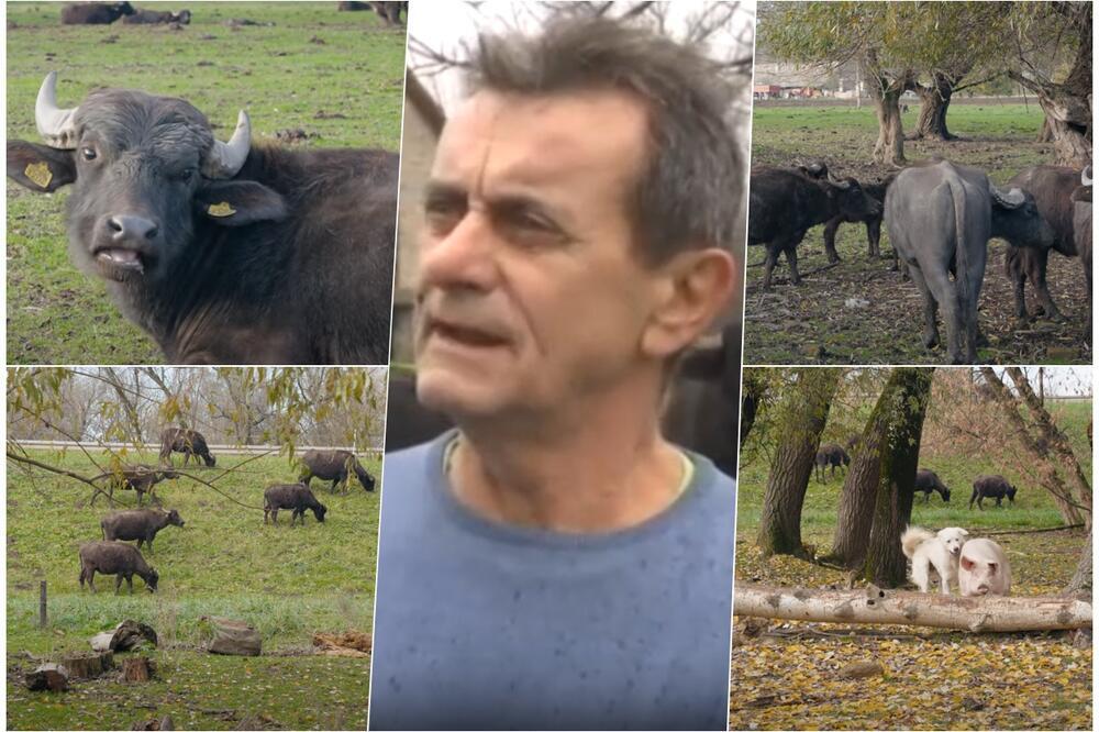 ŽIVICA NAPRAVIO SAMO TAKAV BIZNIS: Gaji životinje koje se retko viđaju u Srbiji, a Italijani ih obožavaju (FOTO)