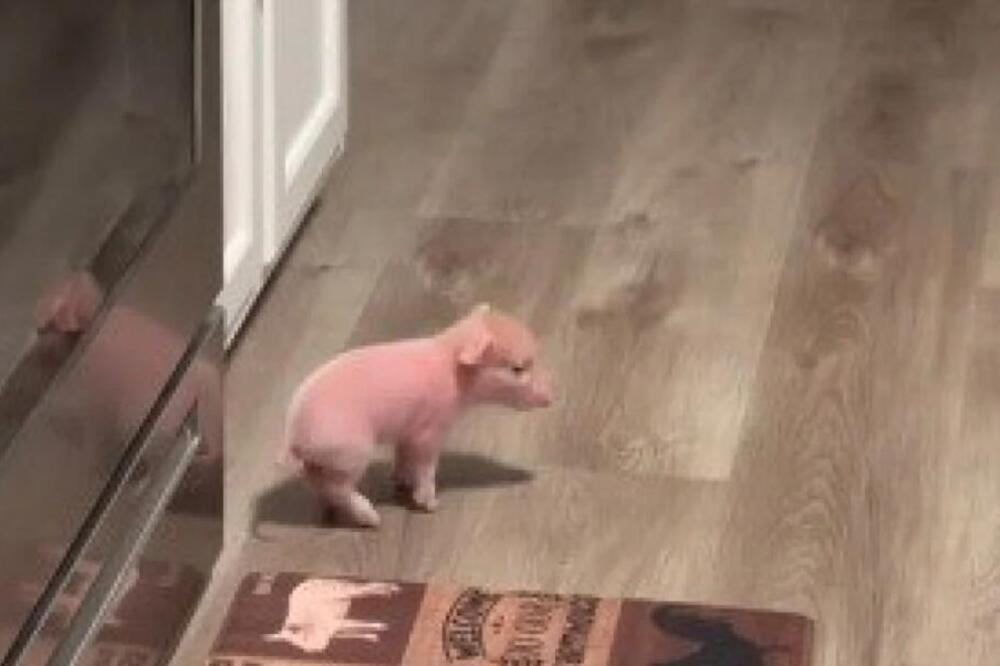 OVO MALO PRASE JE POSTALO PRAVI HIT NA INTERNETU: Ljudi ne prestaju da komentarišu VIDEO, evo šta radi