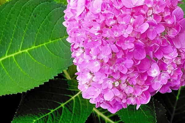 NIKAKO NE BACAJTE OTPAD IZ KUHINJE: Od ovoga će vaše hortenzije imati očaravajuću boju i krupne cvetove